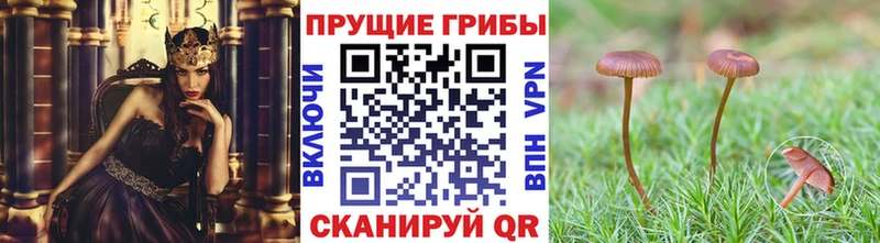 Псилоцибиновые грибы ЛСД  ОМГ ОМГ ССЫЛКА  Пласт 